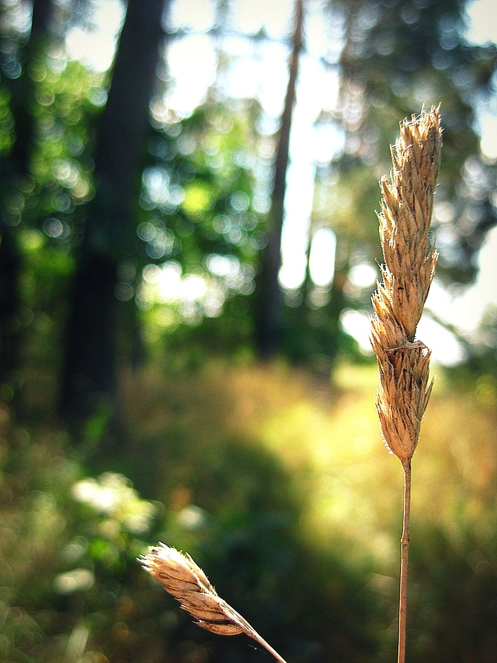 Forest plant natural
