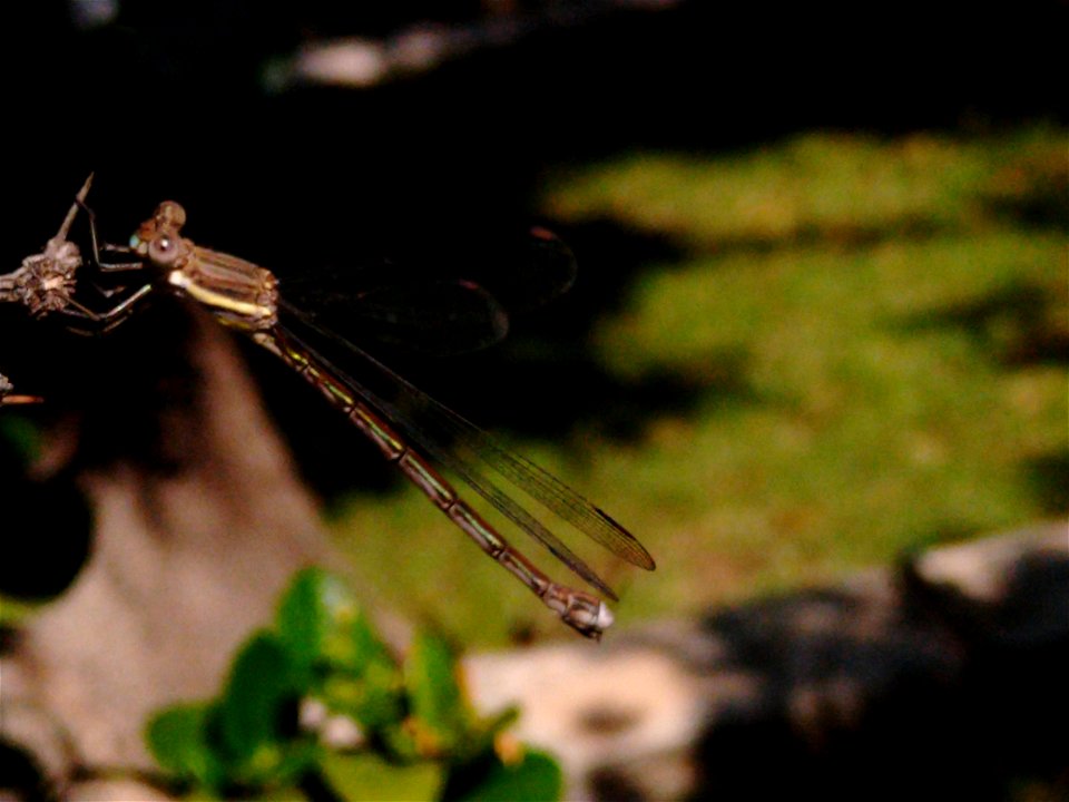 Dragonfly photo