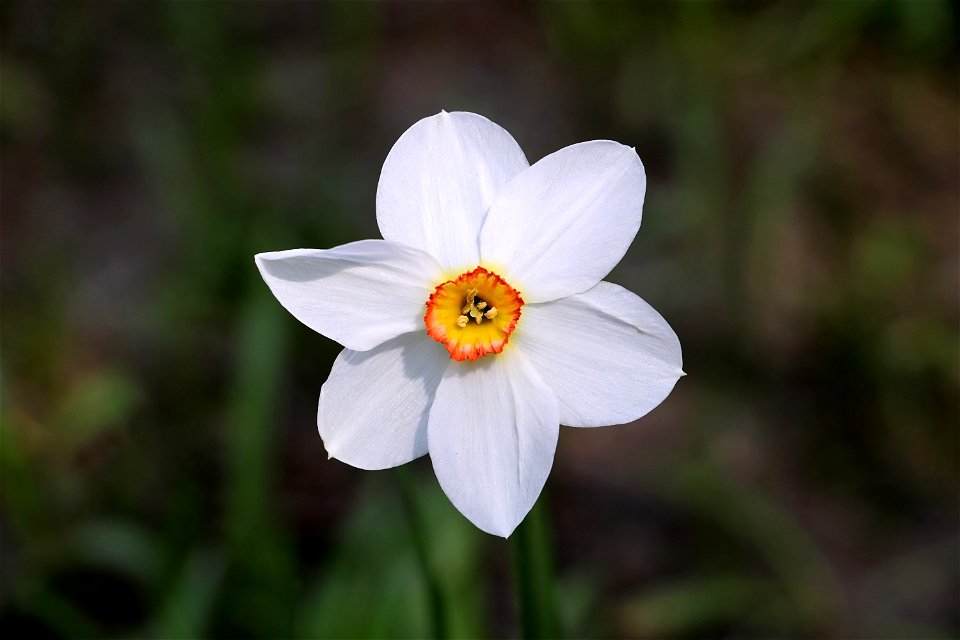 White Daffodil Flower photo
