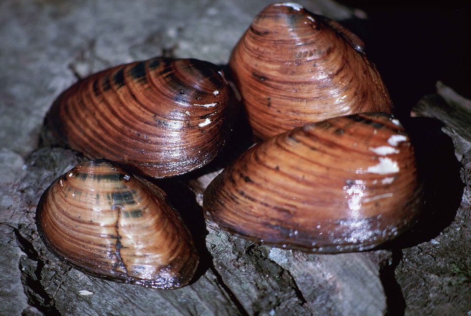 Clubshell mussel close up