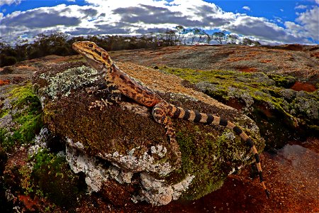 Ctenophorus ornatus (Ornate Crevice Dragon) photo