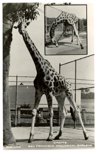 Giraffe, San Francisco Zoological Gardens photo