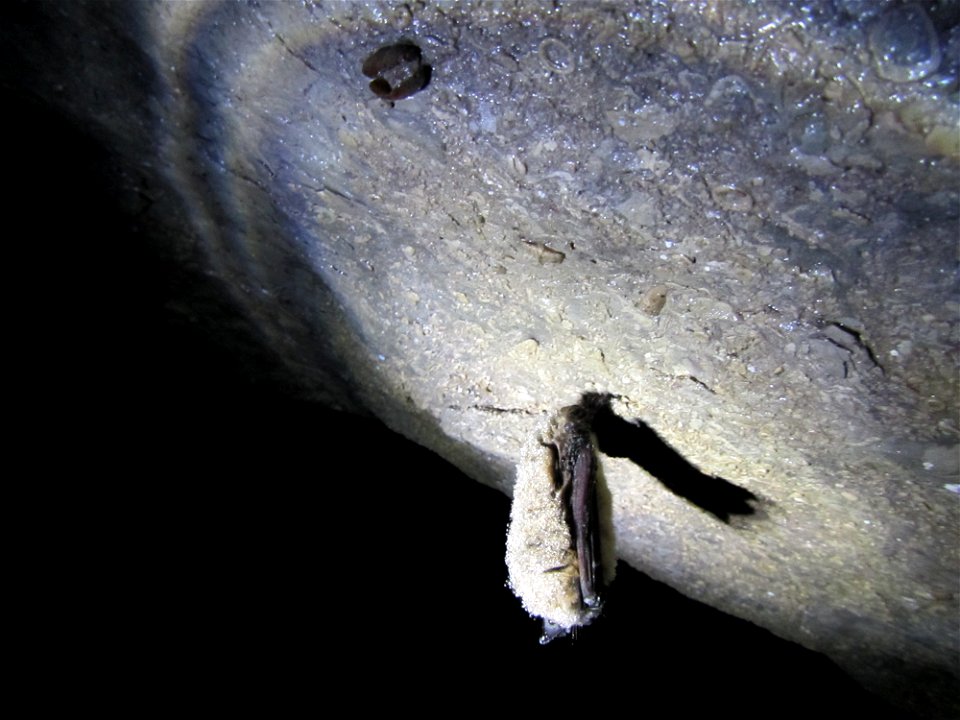 Little brown bat (Myotis lucifugus) hanging on cave ceiling with fossil clam