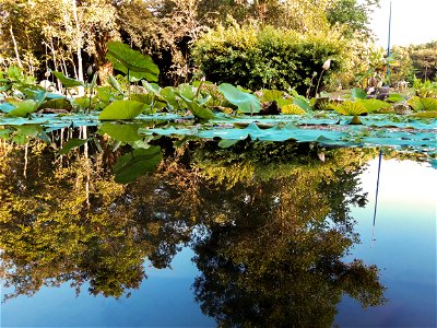 Lotus lake photo