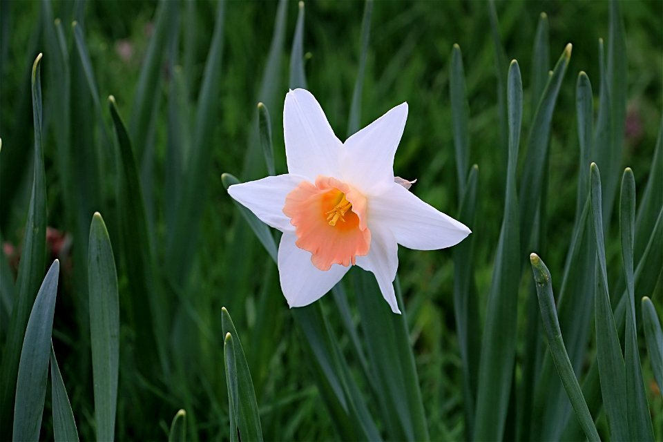 Ottawa Tulip Festival, White-Beige Daffodil