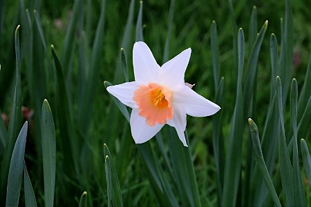 Ottawa Tulip Festival, White-Beige Daffodil photo