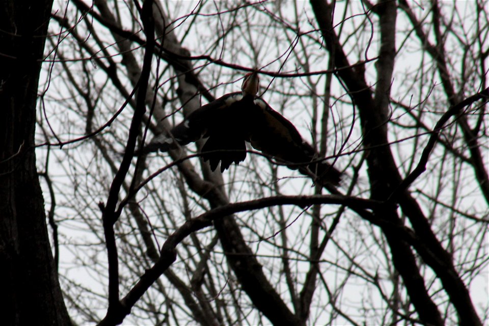 Wolsfeld Woods - Pileated Woodpecker