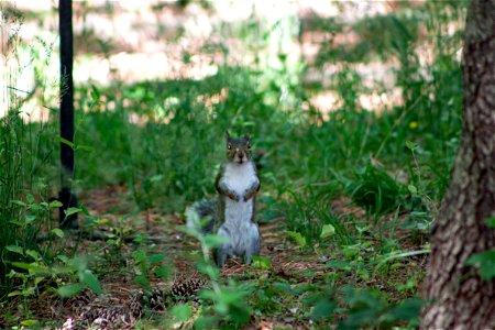 squirrel_1 copy photo
