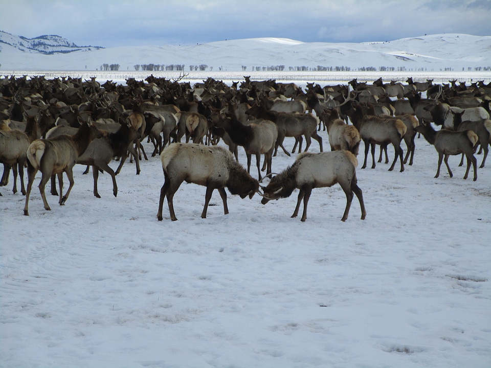 Elk contest on the National Elk Refuge