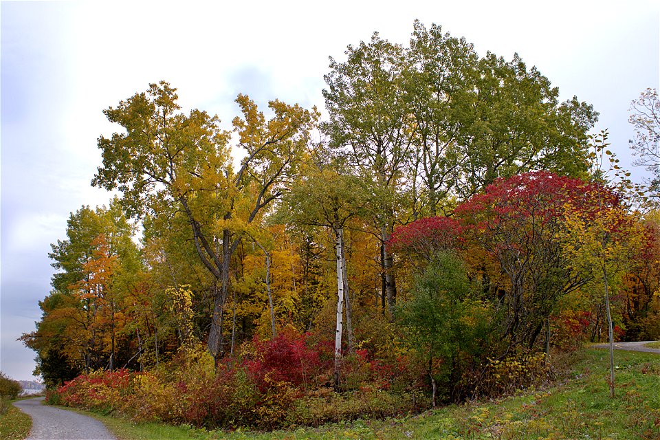Fall Colours, Ottawa River Parkway