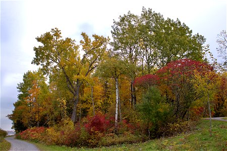 Fall Colours, Ottawa River Parkway photo