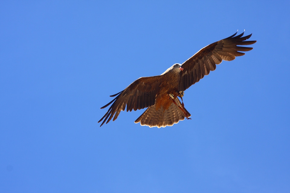 Raptor bird of prey flying
