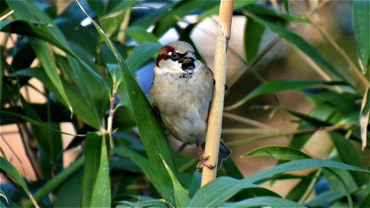 House Sparrow on Bamboo (4) - Suffolk, UK - Taken on February 11, 2021