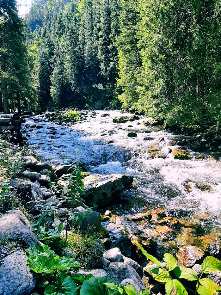 Summer in the Mountains 2