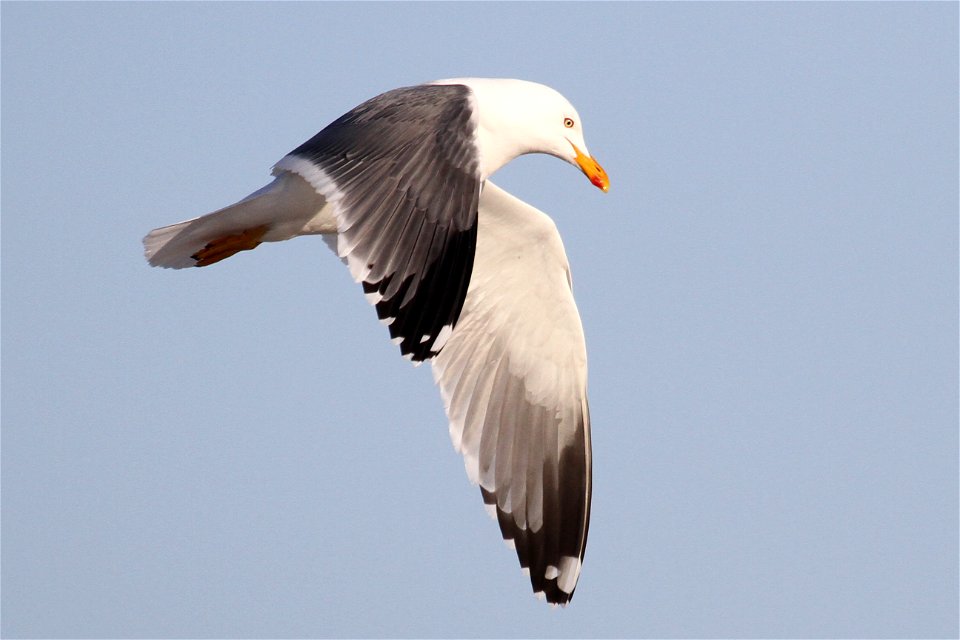 Probable Lesser Black-backed Gull x Herring Gull Hybrid