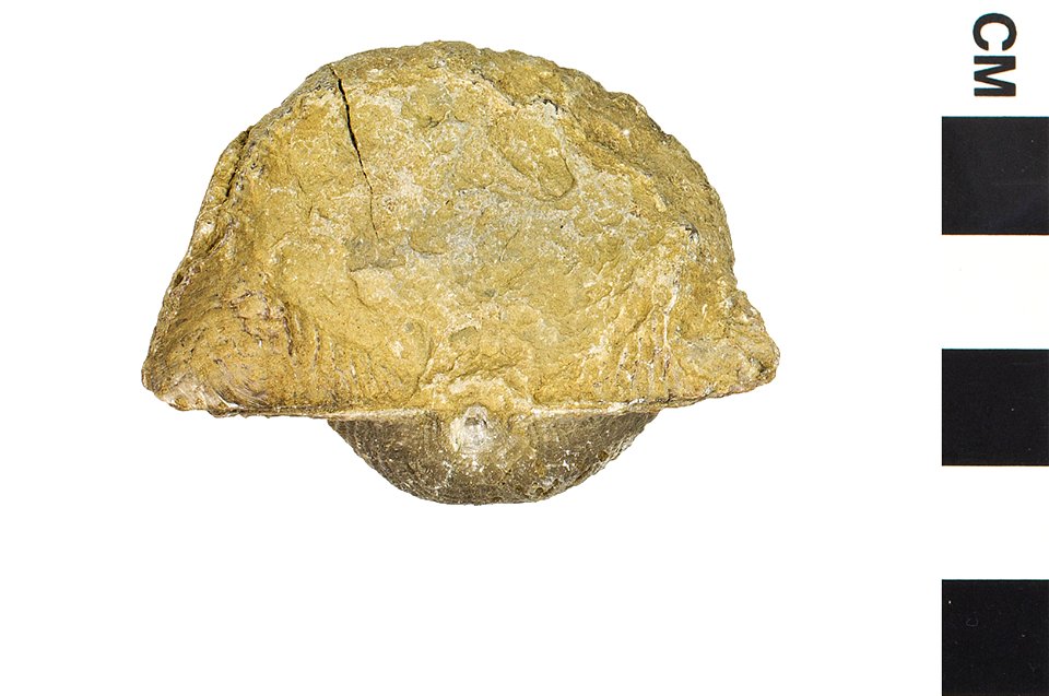Dictyoclostus welleri