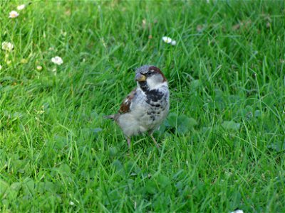 sparrow 1 photo