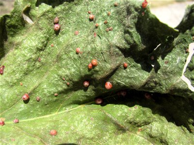 scale insect on fig