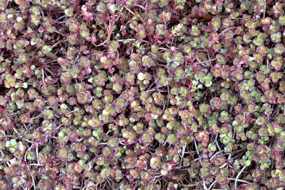 Crimson Stonecrop In Early Spring
