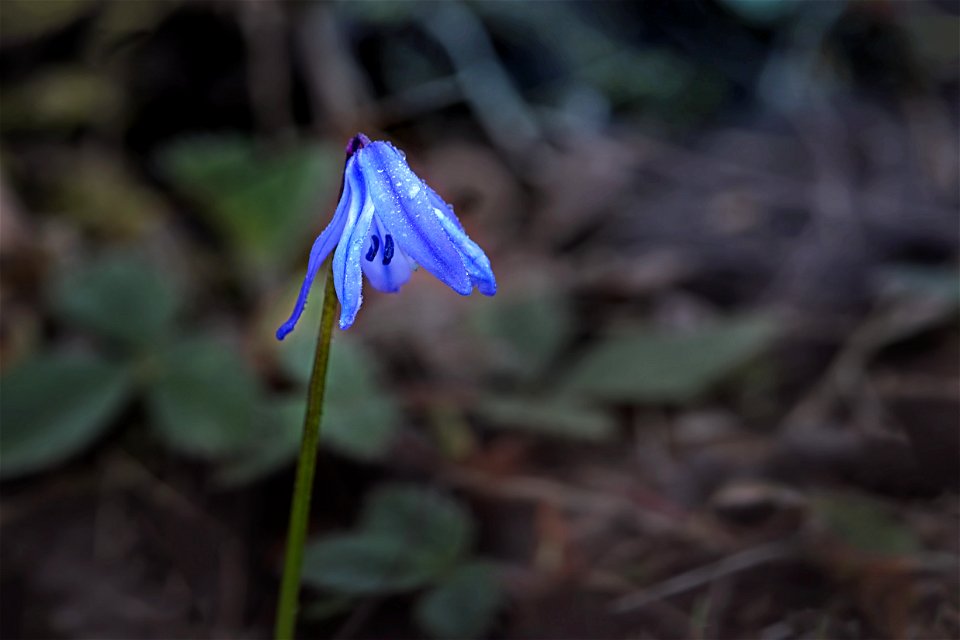 April Showers Bring May Flowers (1)