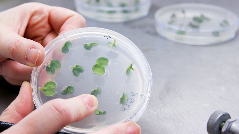 Brassica plants in tissue culture during the gene-editing process