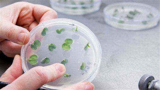 Brassica plants in tissue culture during the gene-editing process