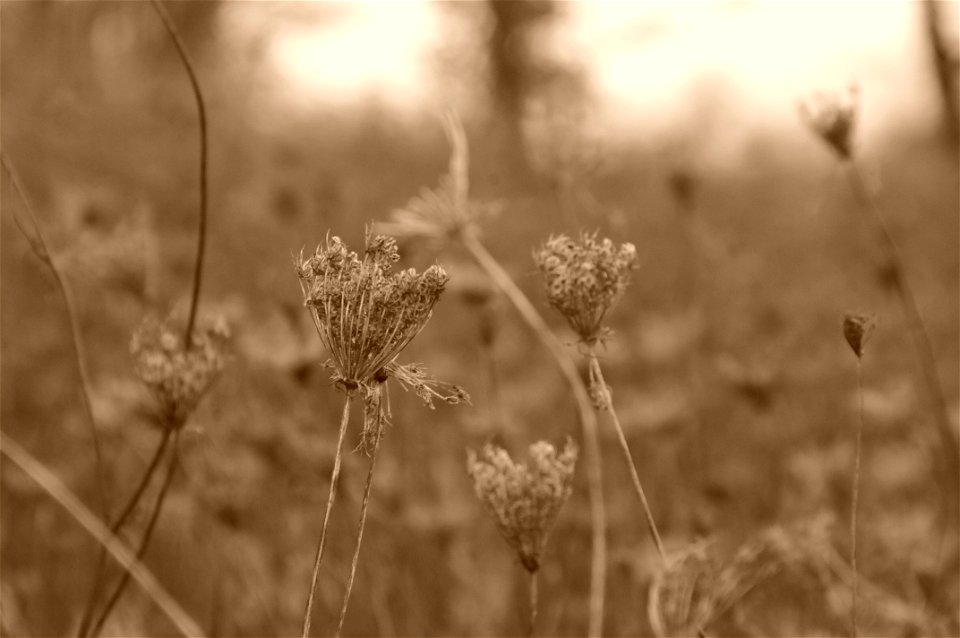 _DSC7688E