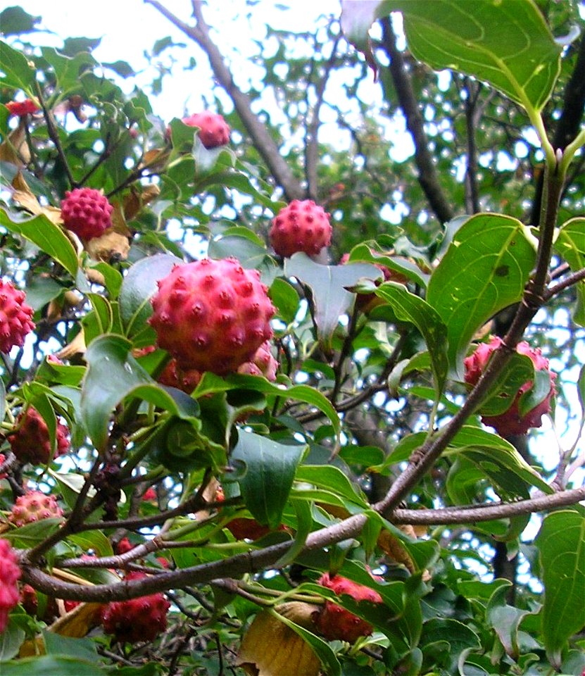 Japanese Strawberry Tree