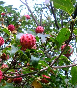 Japanese Strawberry Tree photo
