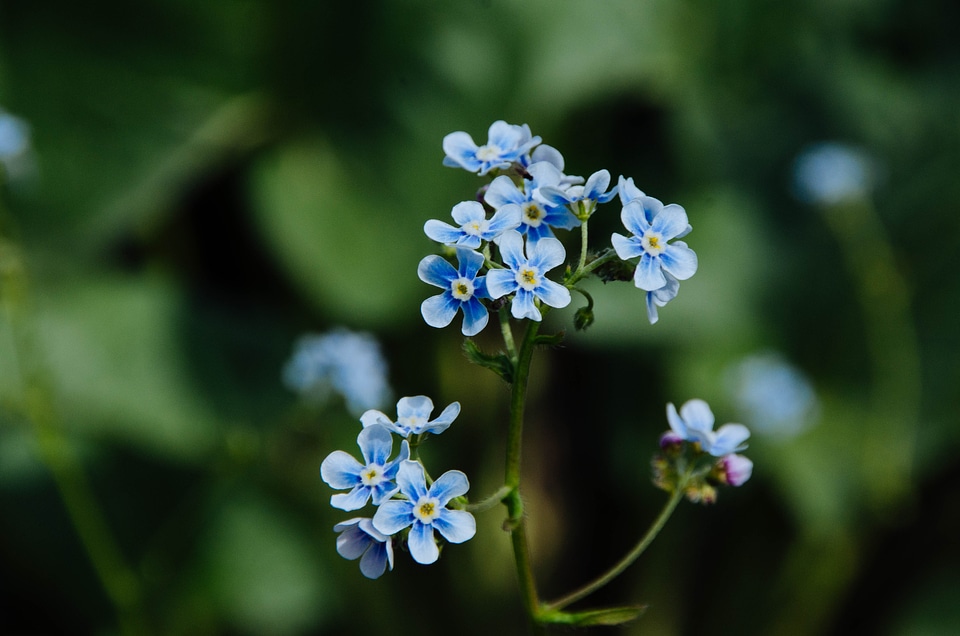 Wildflowers in Grand Teton National Park