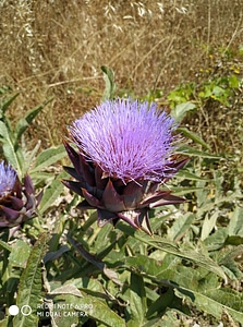 Sikinos Island Greek Summer