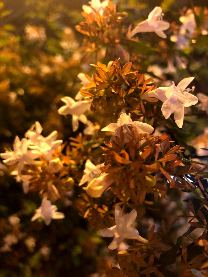 Día 14: Flor 🌷 / plano detalle