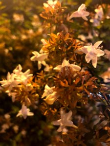 Día 14: Flor 🌷 / plano detalle