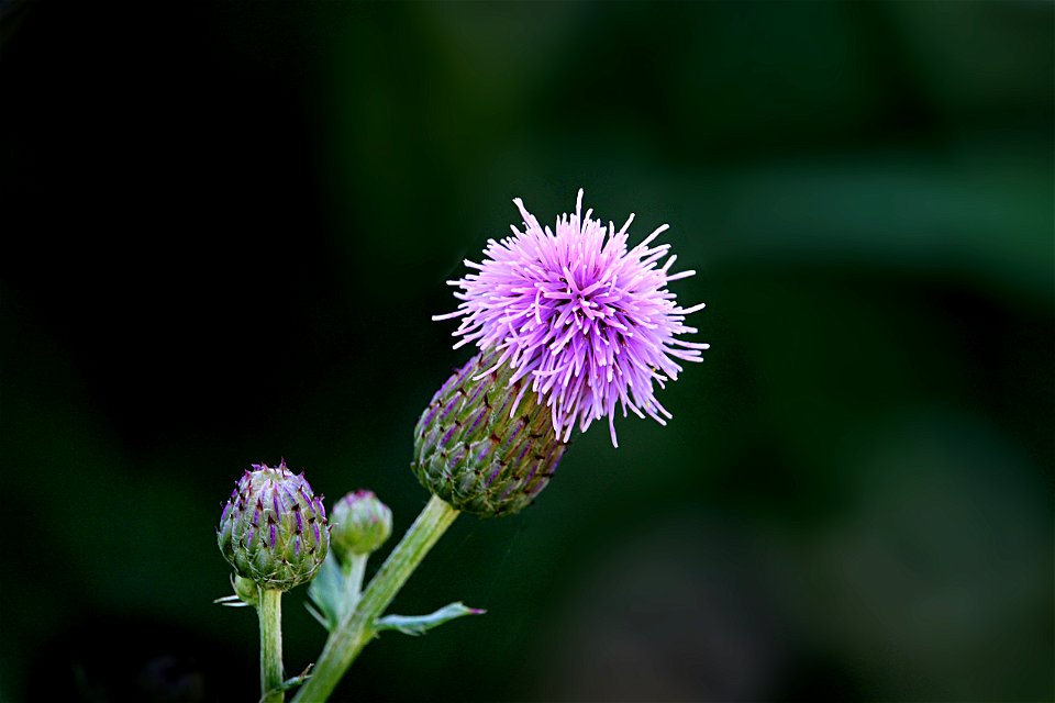 Midsummer Wildflower, Violet-White