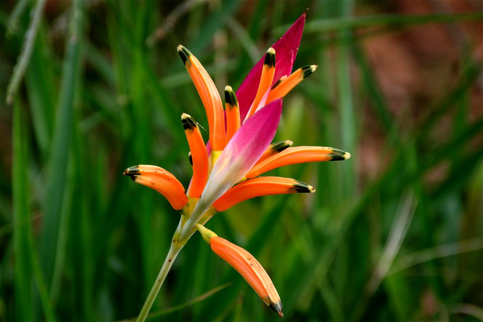 Flor