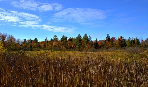 Fall Colours at Stony Swamp Trail photo