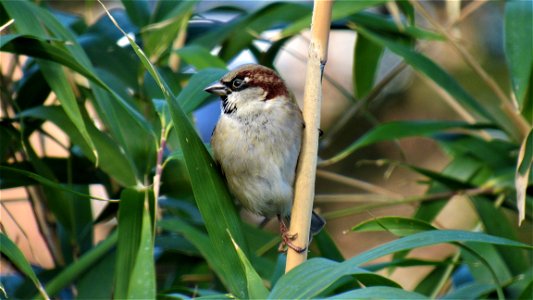 House Sparrow on Bamboo (3) - Suffolk, UK - Taken on February 11, 2021
