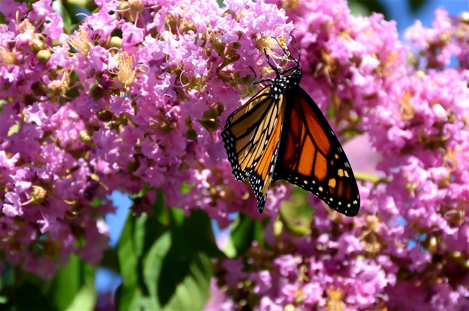 Monoarch Butterfly (3 of 3)