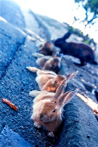 大久野島うさぎ列