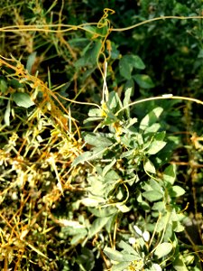 dodder on alfalfa