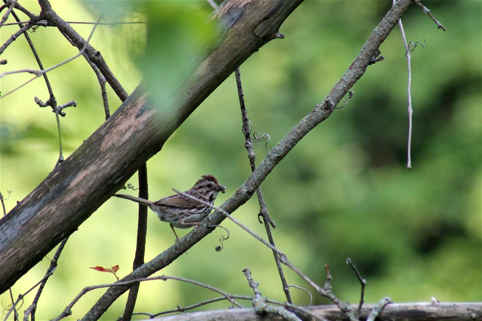 Wolsfeld Woods - Song Sparrow