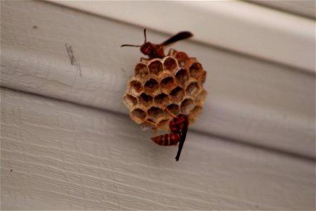 wasp-nest photo
