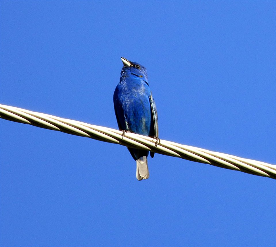 Code Word BLUE. Indigo Bunting Photo Shoot