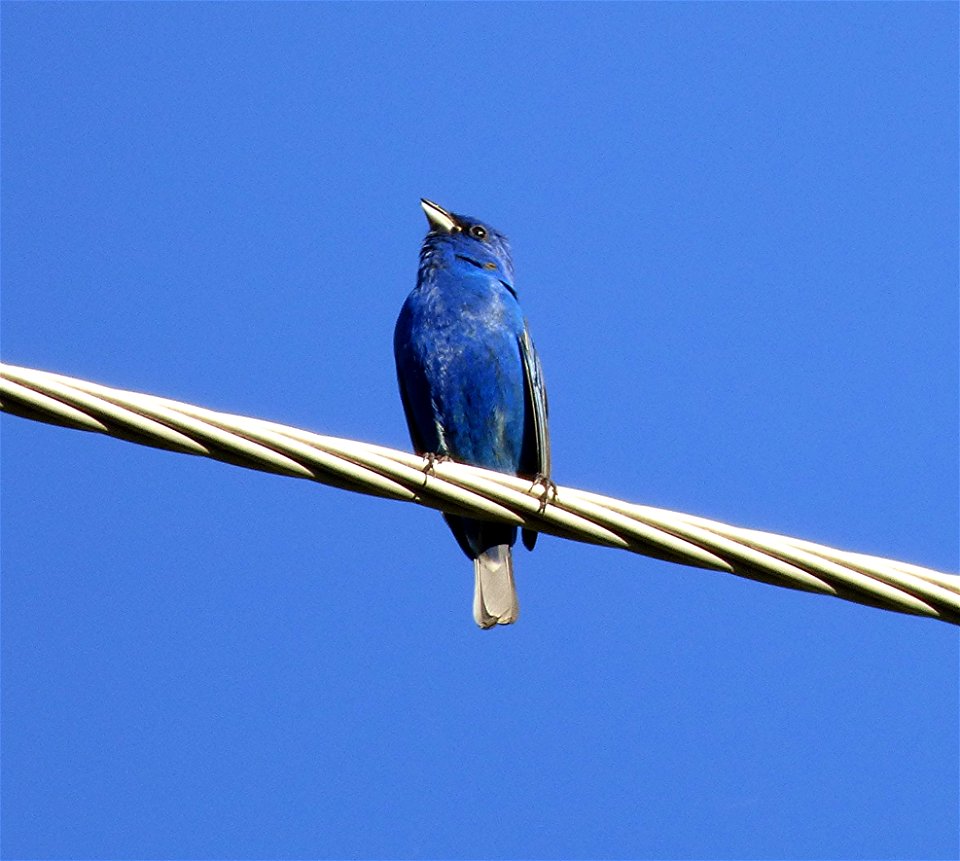 Code Word BLUE. Indigo Bunting Photo Shoot photo