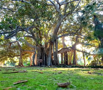 Ficus orto botanico Palermo
