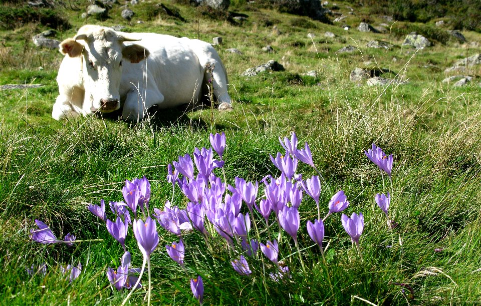 Colchiques dans les prés c'est la fin de l'été