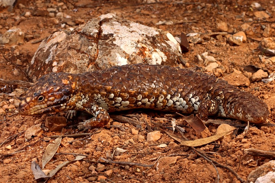 Tiliqua rugosa (Shingle Back)
