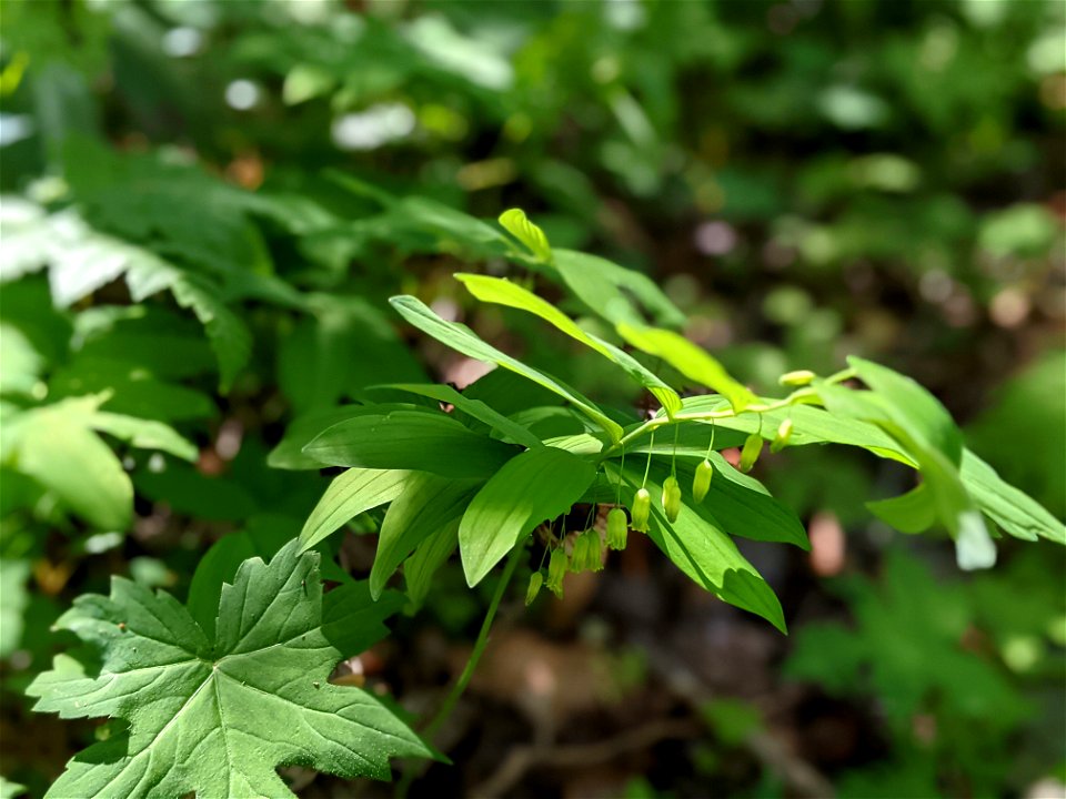 Solomon's Seal