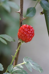 the Dew Berry to turn red.
