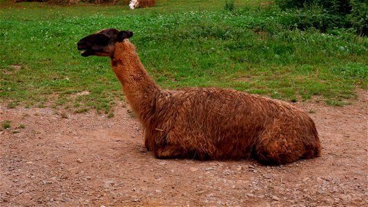 Llama Cabárceno photo